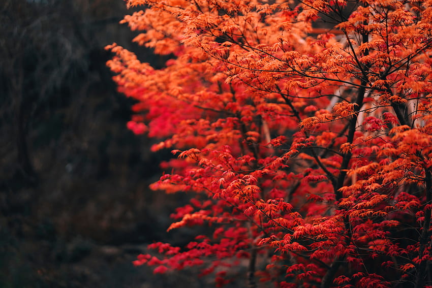 Natur, Blätter, Holz, Baum, Unschärfe, glatt, Äste HD-Hintergrundbild