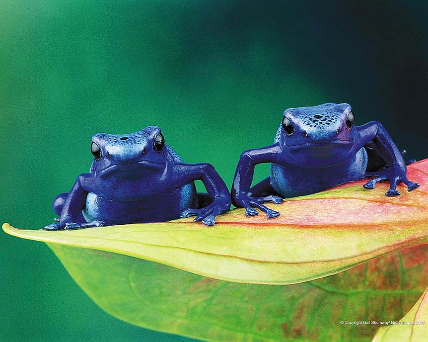 blue poison frog wallpaper