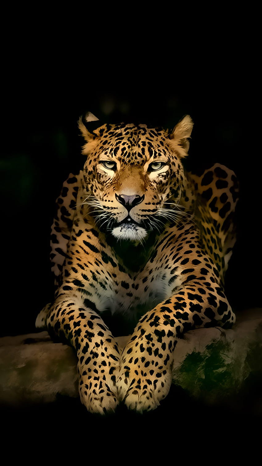 Leopard For Android, Animals HD phone wallpaper