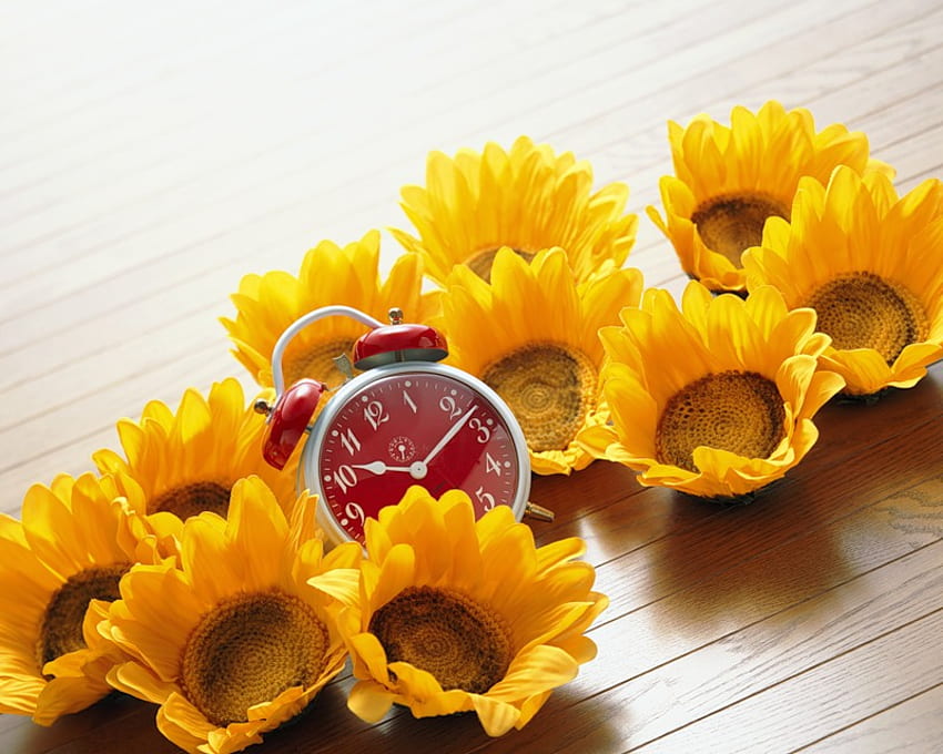 слънчогледи, натюрморт, жълто, часовник, цветя, слънце HD тапет
