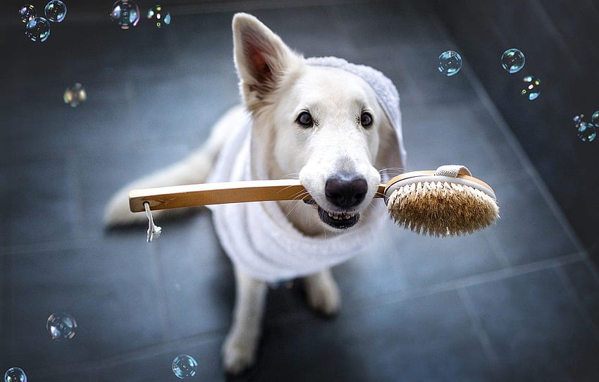 look, face, clothing, tile, dog, bubbles, white, Hygiene HD wallpaper