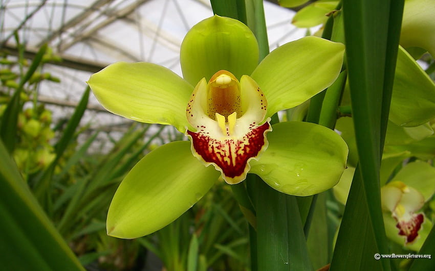 Flower : Cymbidium orchid, Green Orchid HD wallpaper