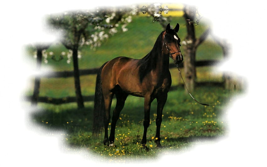 Bay Beauty - Horse 2, zwierzę, koń, szeroki ekran, grafika, koński, wiosna Tapeta HD