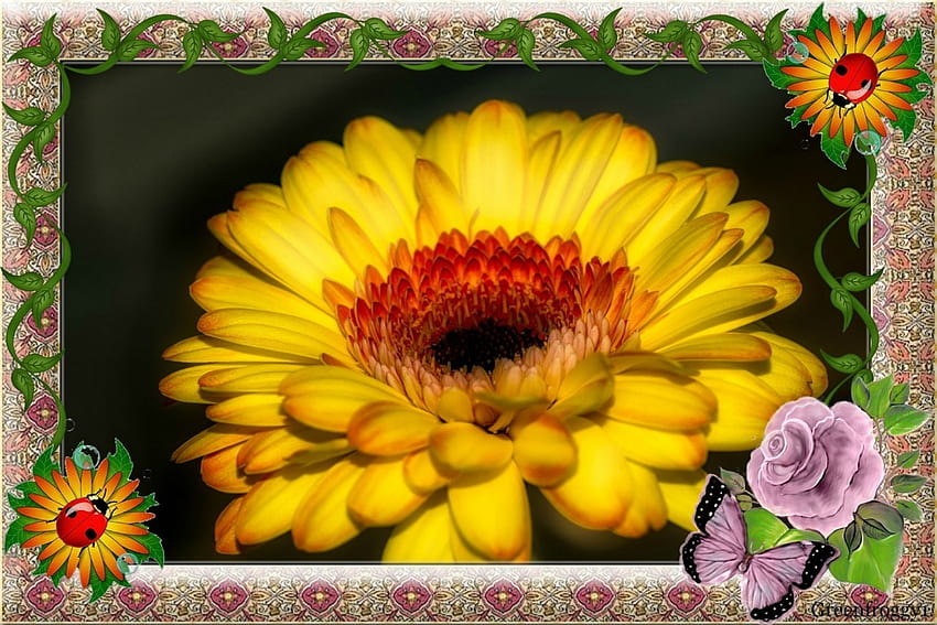 CALENDULA FLOWER, FLOWER, ABSTRACT, FRAMED HD wallpaper