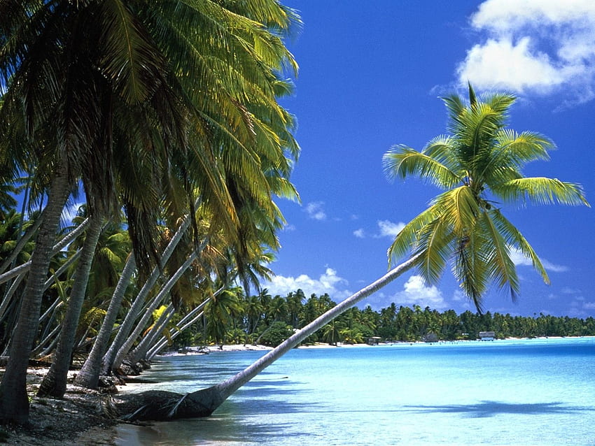 Ocean, Beach, Palm, Tahiti, Leaning Palm Tree, Tahiti. Background HD ...