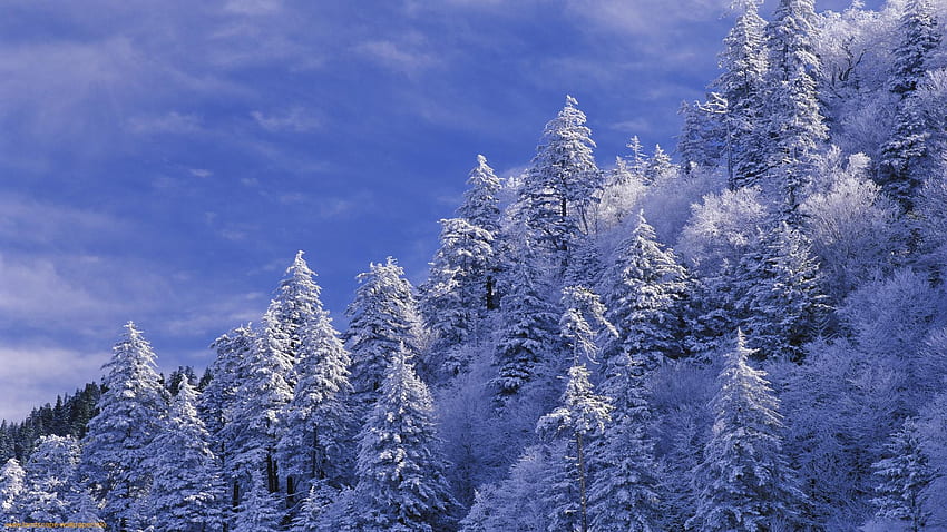 Pegunungan berasap musim dingin , Musim dingin, Pegunungan berasap, Pohon, Pegunungan, Hutan Wallpaper HD