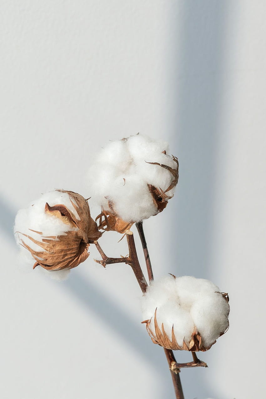 Cotton  Description, History, Production, Uses, Botanical Name