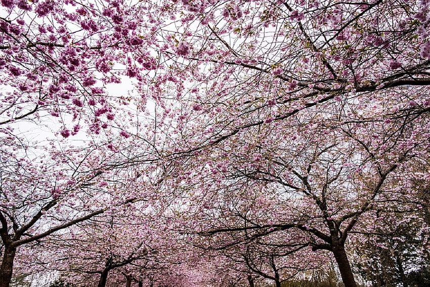 Pemandangan Sakura, jepang, pemandangan, jepang, sakura, bunga sakura, alam, bunga, pohon Wallpaper HD