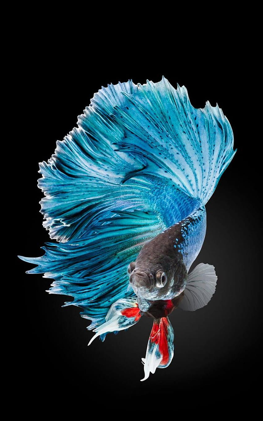 Betta Fish for Android, Siamese Fighting Fish HD phone wallpaper