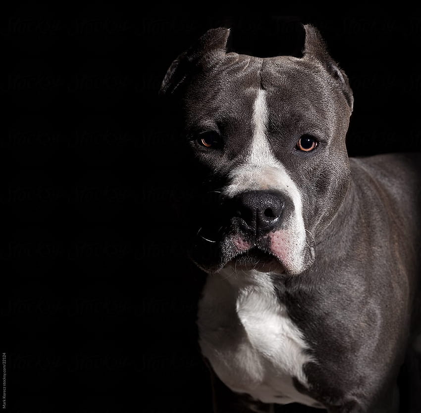 Amstaff portrait, American Staffordshire Terrier HD wallpaper