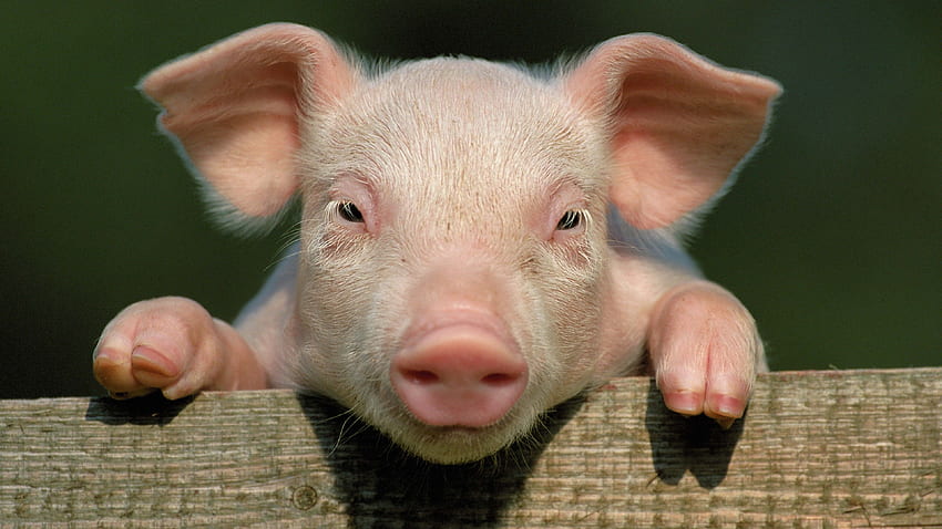 Nettes Schwein, Babyschwein HD-Hintergrundbild