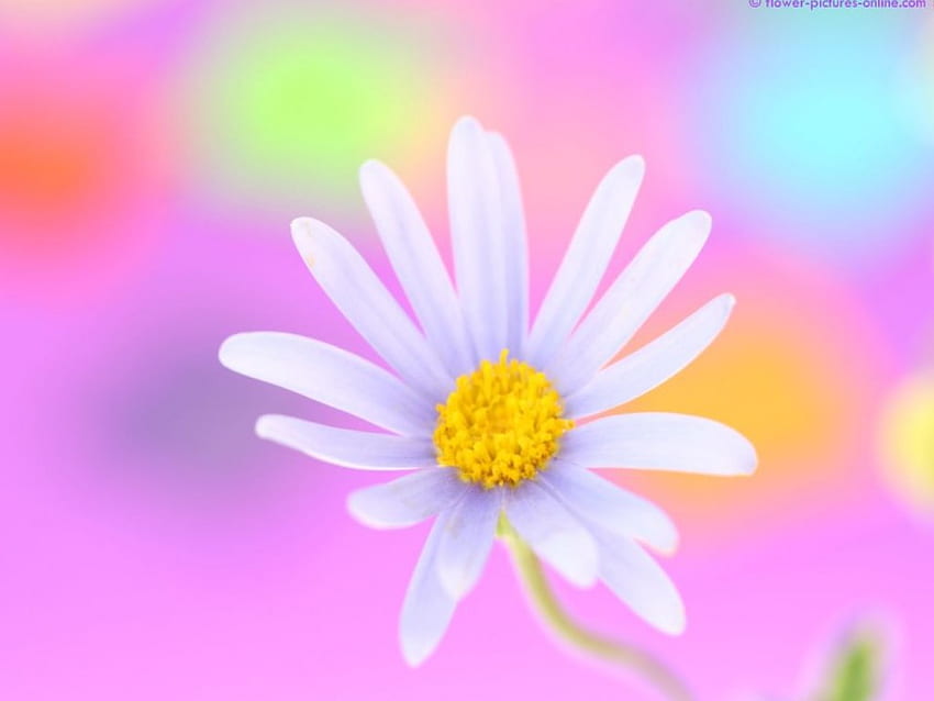 Margarida, cores, flores papel de parede HD