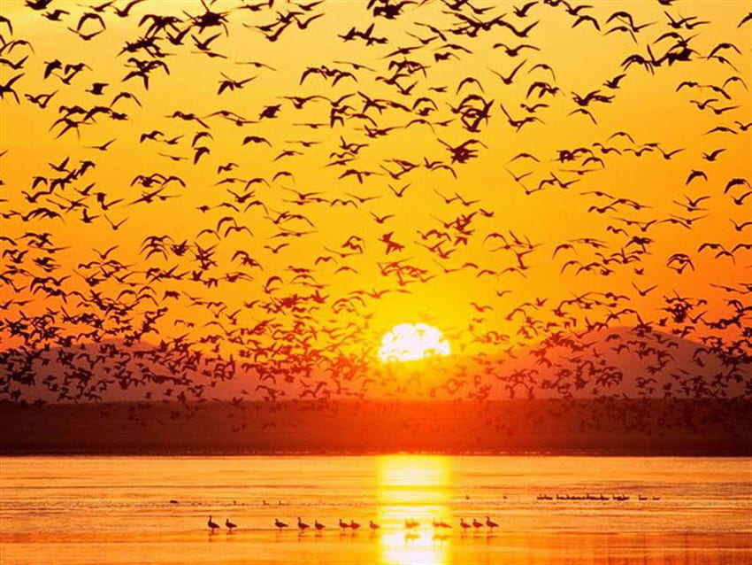 sunset at lake, birds, flight, nature, sun, gold, lake, sunset HD wallpaper