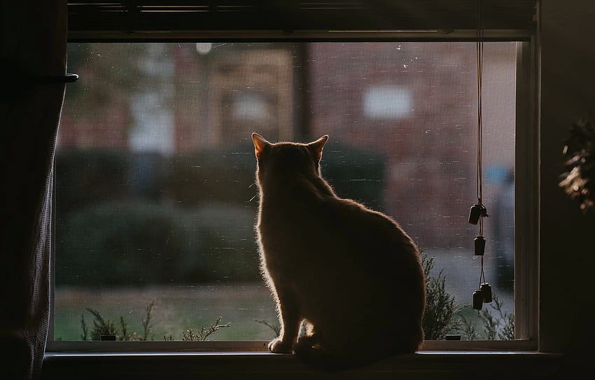 cat, cat, back, window, sill, sitting, blinds for , section кошки, Cat Window HD wallpaper