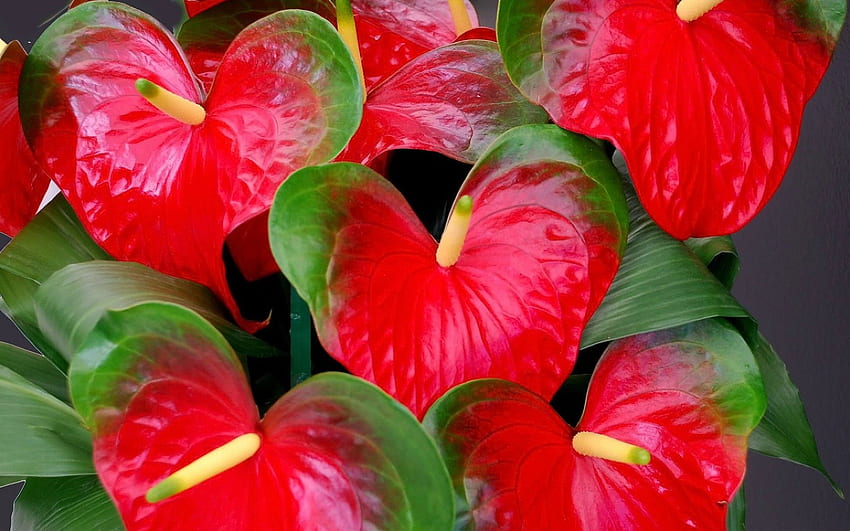 Anthurium, flowers, five, red HD wallpaper