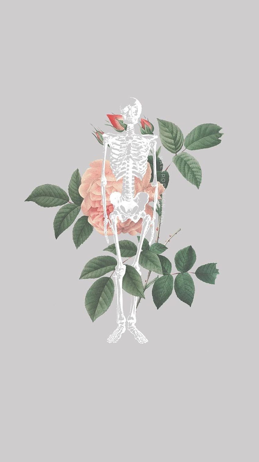 Sarah Hutchings on . 동상, 아이폰 배경화면, 배경화면, Medical Flower HD phone wallpaper