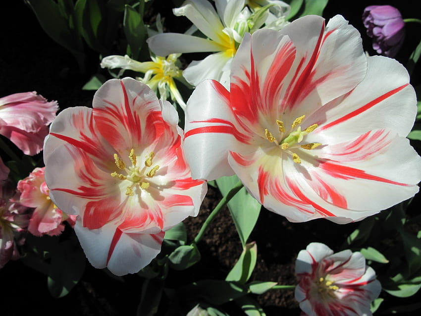 Fleurs Fleurs au jardin 15, blanc, Tulipes, graphie, jaune, vert, rouge, Fleurs, jardin Fond d'écran HD