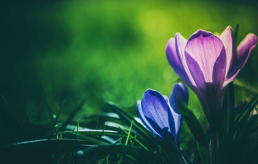 มาโคร, Krokus, หญ้าฝรั่น สำหรับ , ส่วน цветы - วอลล์เปเปอร์ HD