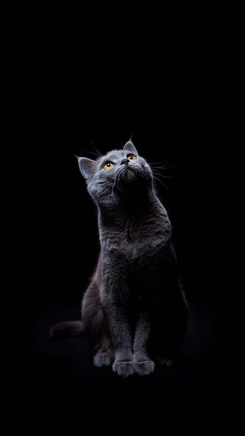 iPhone Niedliche schwarze Katze, dunkle Katze HD-Handy-Hintergrundbild