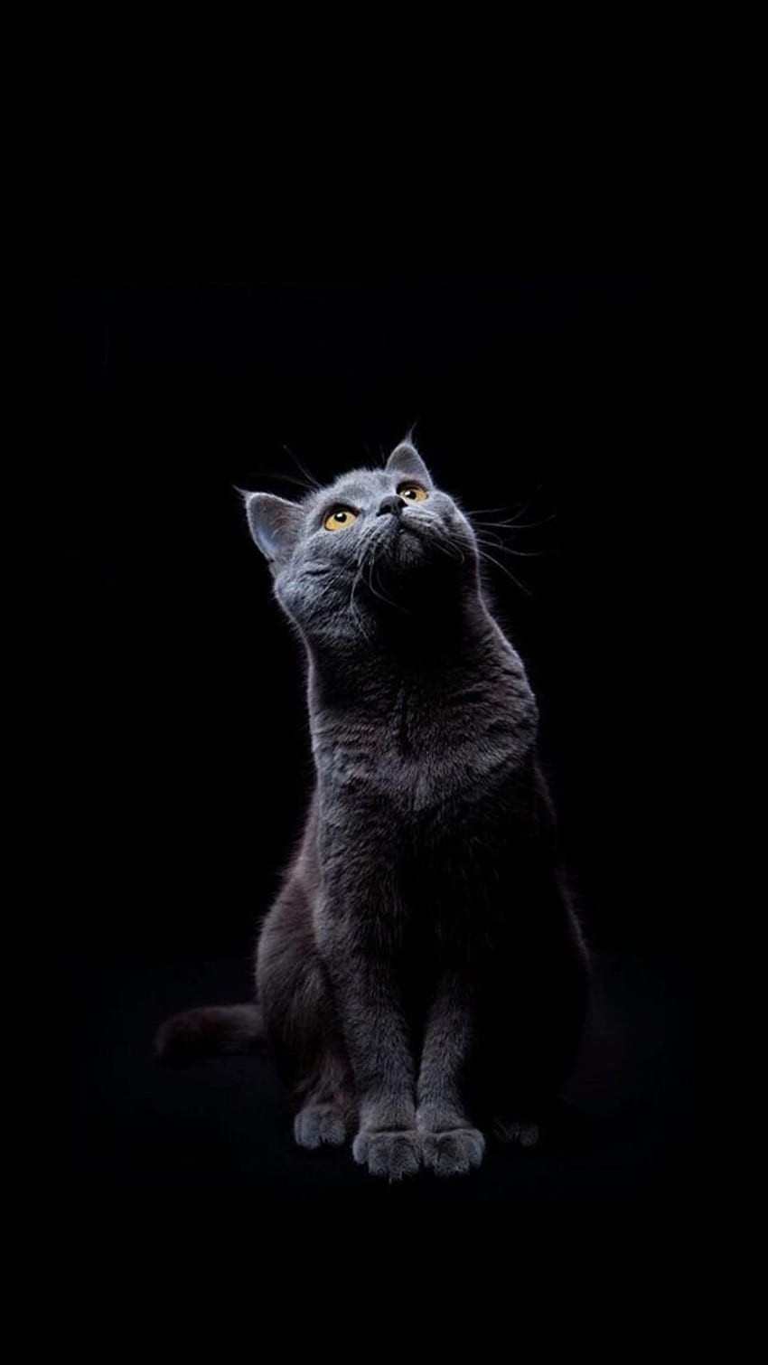 Cute Black Cat Phone Wallpaper | informacionpublica.svet.gob.gt