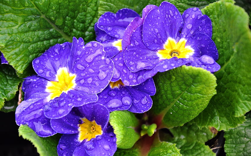 primrose, blue, flowers, spring, primroses HD wallpaper