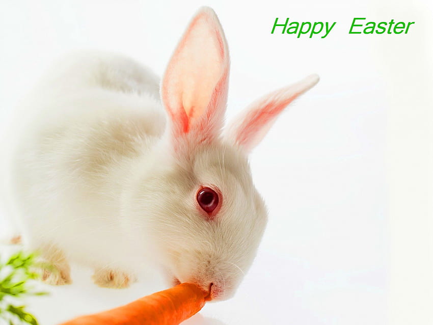 Easter Bunny, bunny, carrot, white, pink eyes HD wallpaper