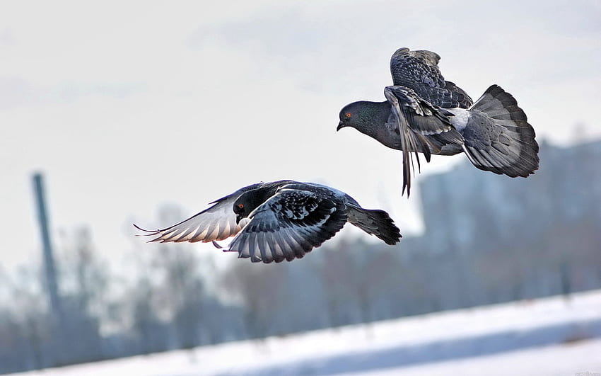 Tiere, Winter, Vögel, Tauben, Flug HD-Hintergrundbild