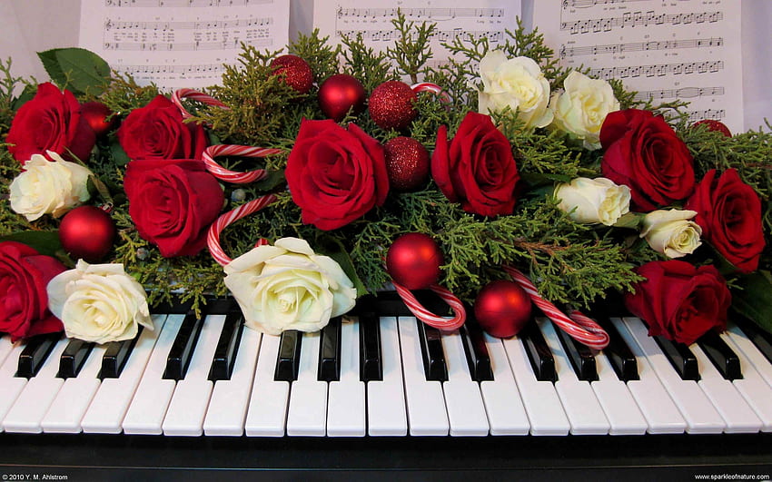 - Mevsimsel ve Tatiller - 16015 . Noel çiçekleri, Kırmızı ve beyaz güller, Noel jumper günü, Noel Piyano HD duvar kağıdı