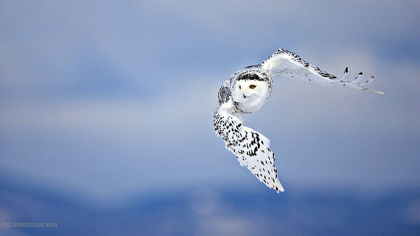 owl fly birds / and Mobile Background HD wallpaper
