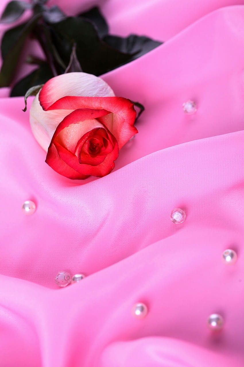 cantik rosa bunga 2 - fondo de pantalla del teléfono