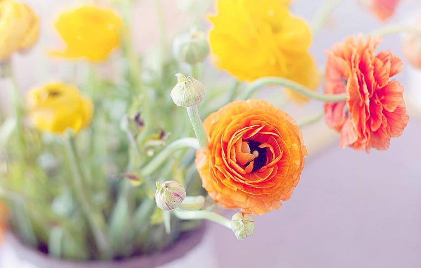 leaves, flowers, bouquet, yellow, petals, vase, orange, buds, buttercups, ranunculus for , section цветы, Buttercup Flower HD wallpaper