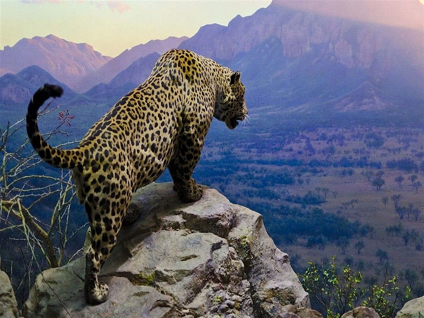 Jaguar Sating On Top Of A Mountain Cute Awesome HD wallpaper