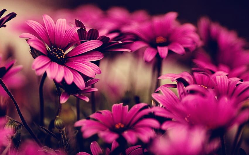 พื้นหลังดอกไม้ ดอกไม้สีชมพูพาสเทล วอลล์เปเปอร์ HD