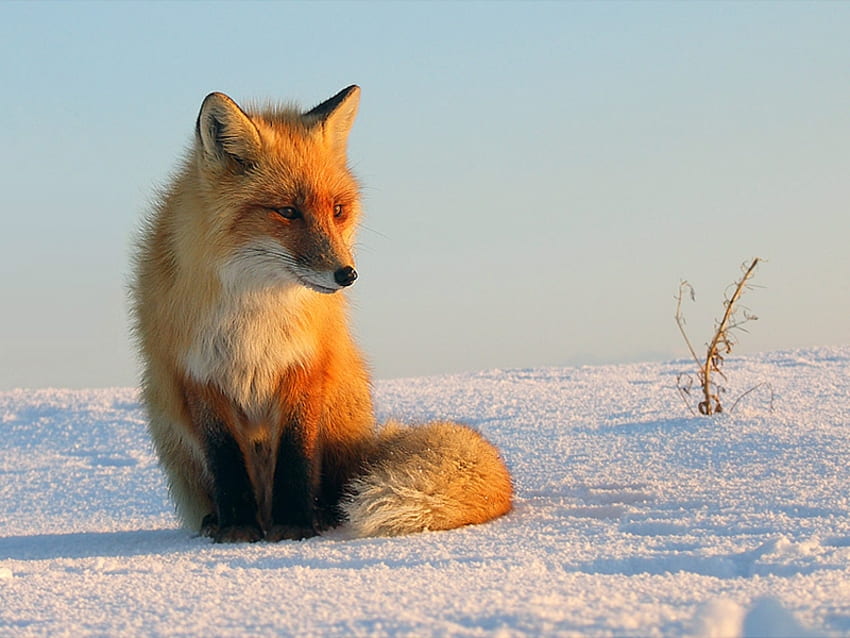 little red fox, animal, fox, wildlife, red HD wallpaper