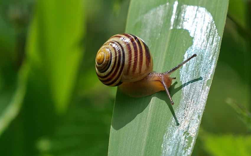 Snail, animal, leaf, spiral, macro HD wallpaper
