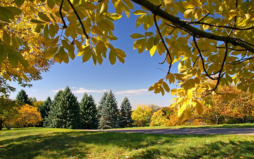 Autumn Gold Trees of Autumn –, Early Autumn HD wallpaper | Pxfuel