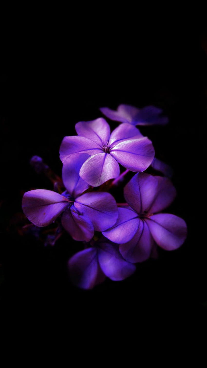 Amoled 24. Fiori viola, fiori viola scuro, fiori viola Sfondo del telefono HD
