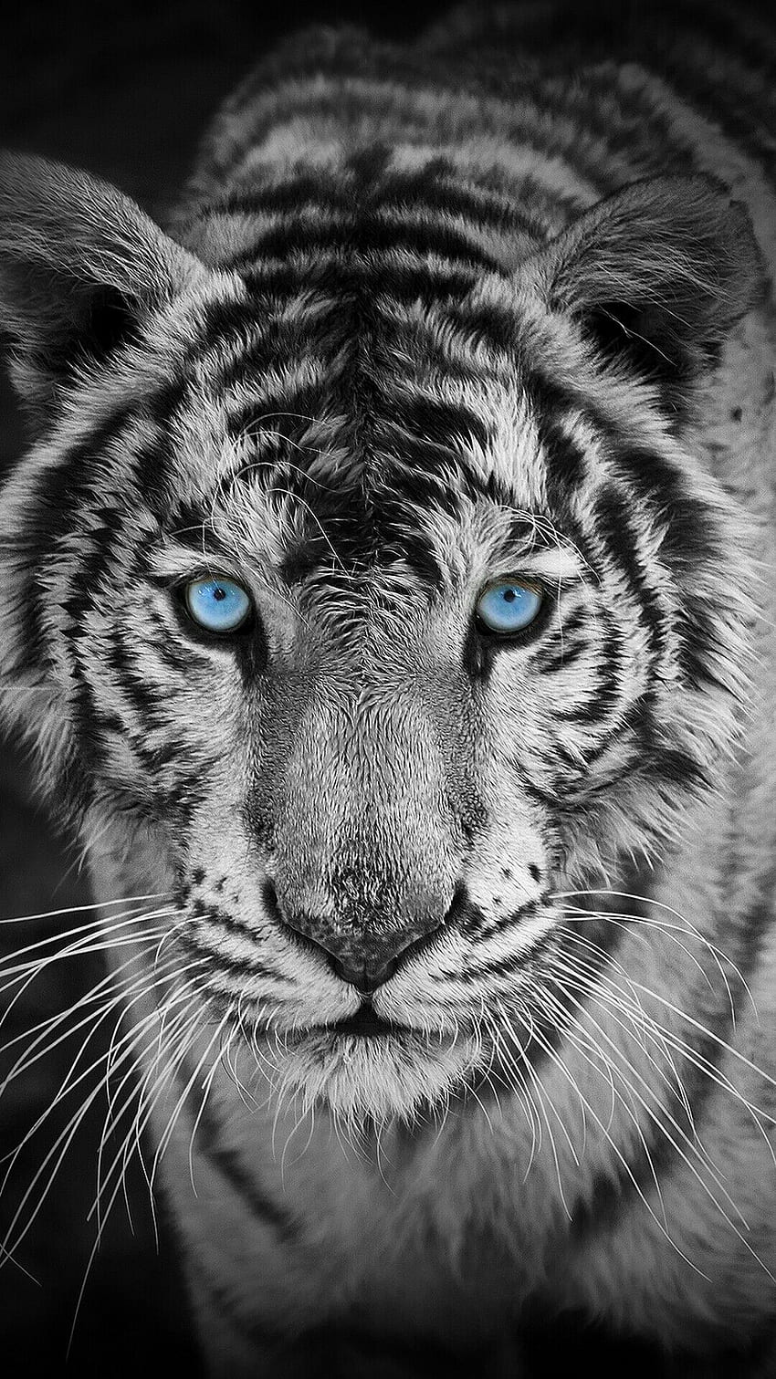 Weißes Tiger-Mobile HD-Handy-Hintergrundbild