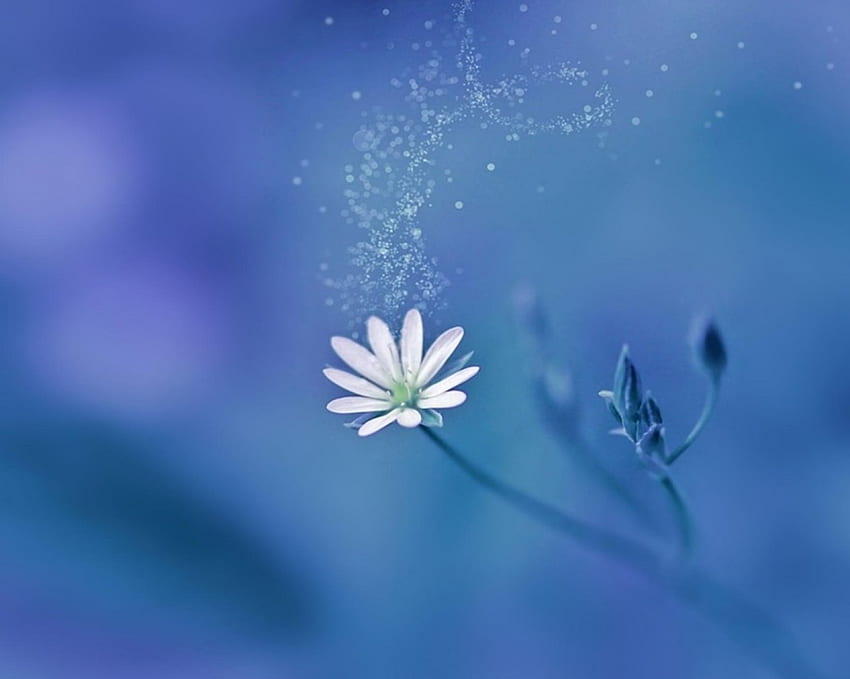 Sihir, biru, putih, sederhana, bunga Wallpaper HD