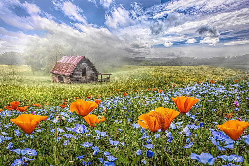 Barn in Wildflowers, blossoms, fields, landscape, clouds, sky HD wallpaper