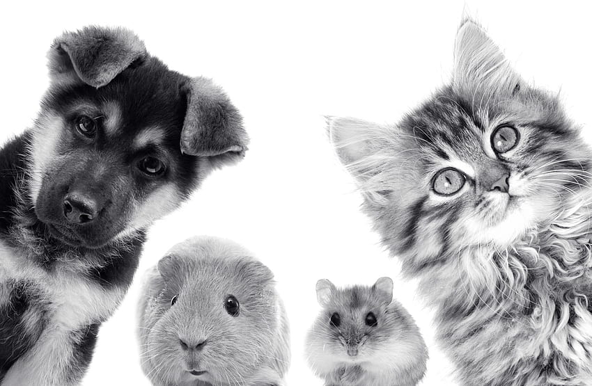 :), köpek, yavru kedi, hayvan, kedi, pisica, köpek yavrusu, kobay, evcil hayvan, hamster, caine HD duvar kağıdı