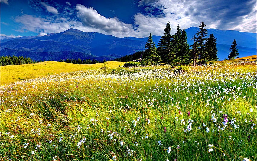 Wiosenna łąka, chmury, drzewa, łąka, przyroda, kwiaty, wiosna, góra Tapeta HD