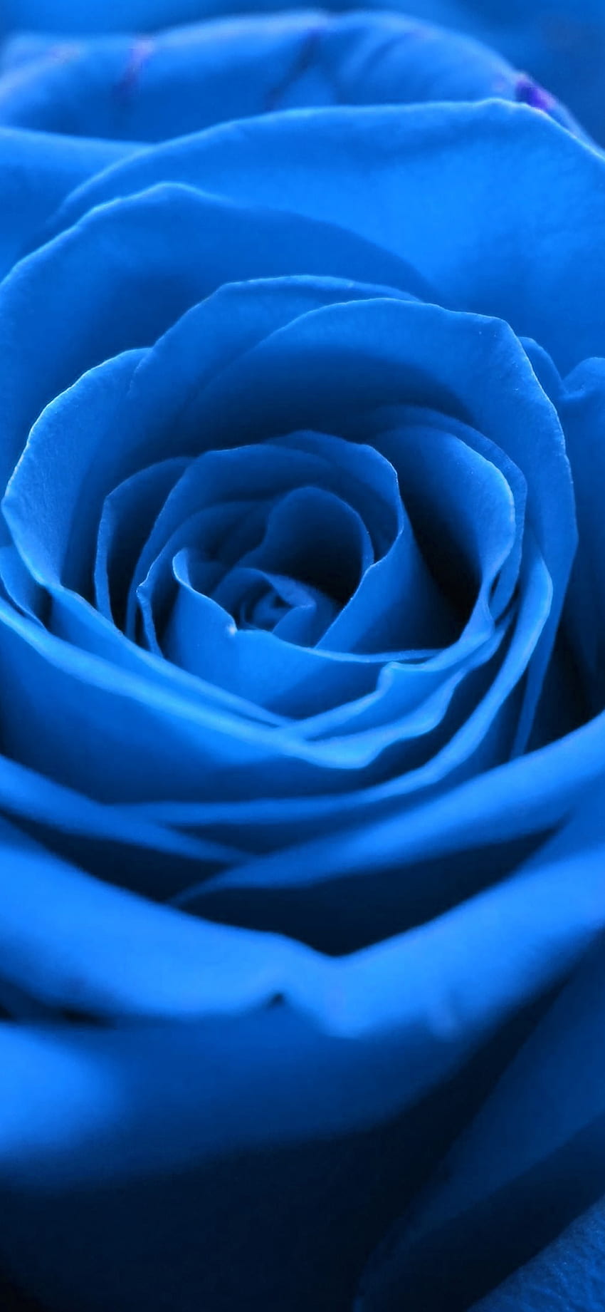 IPhoneXpapers - Rosenblüte blau natur HD-Handy-Hintergrundbild | Pxfuel