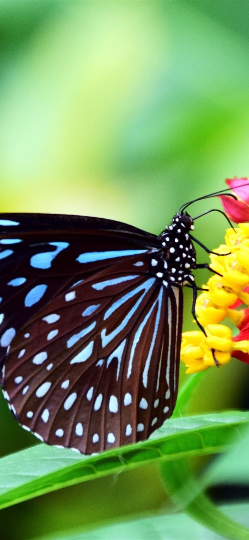 Black Wings Butterfly, Flowers, Green Background IPhone 11 XR, 背景 HD電話の壁紙