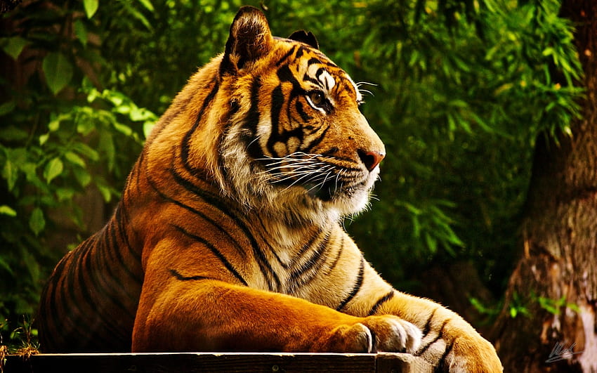 Tygrys, piękny, drewno, zwierzęta Tapeta HD