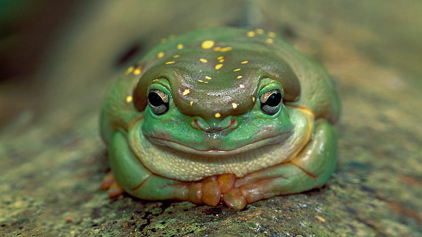 Bing Tree Frog HD wallpaper