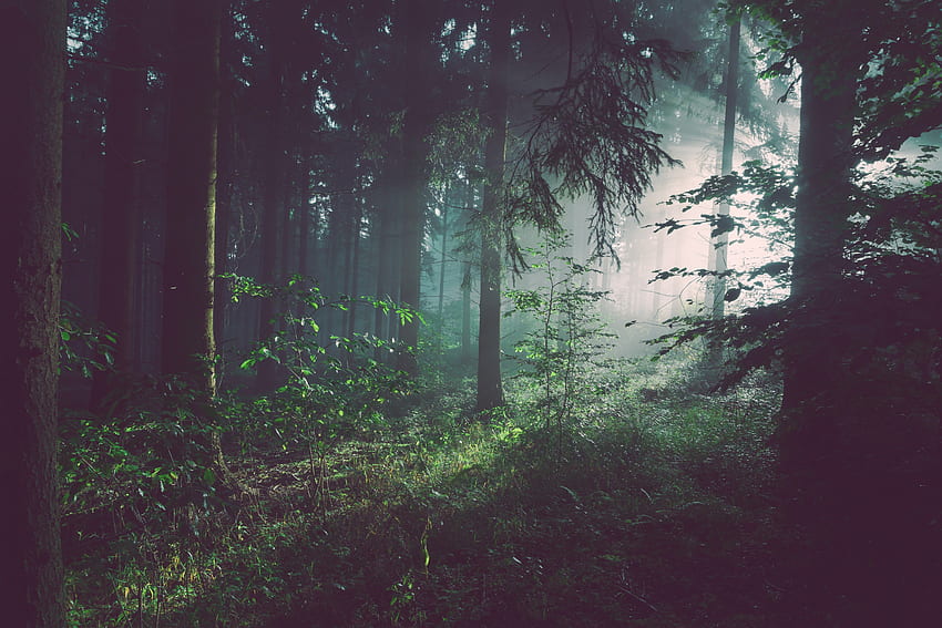 Fog, Nature, Trees, Forest HD wallpaper