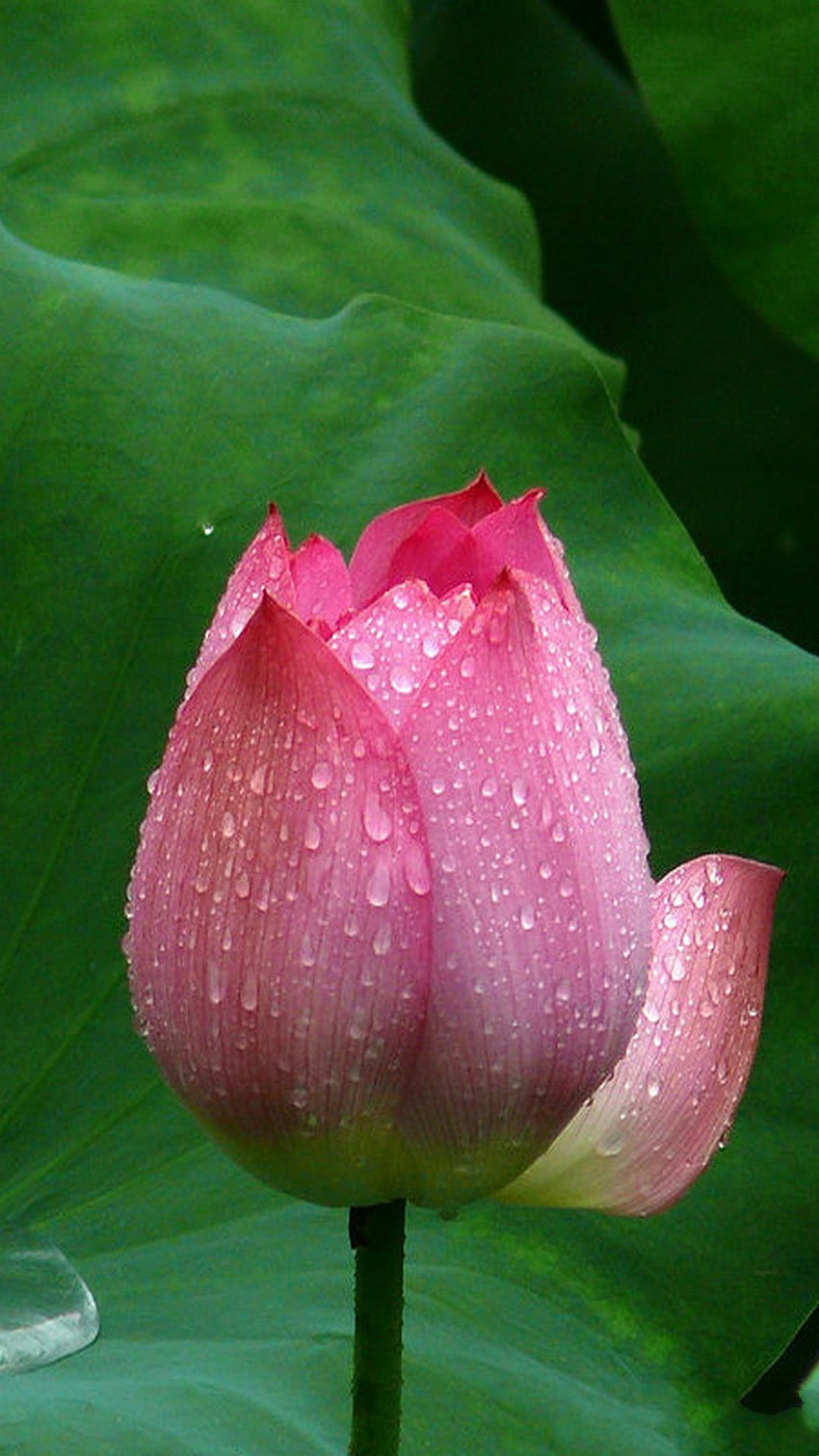 Lotus Flower iPhone 6 (Page 1) HD phone wallpaper