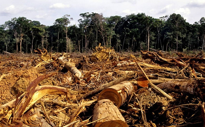 Déforestation de la forêt tropicale du Brésil Fond d'écran HD