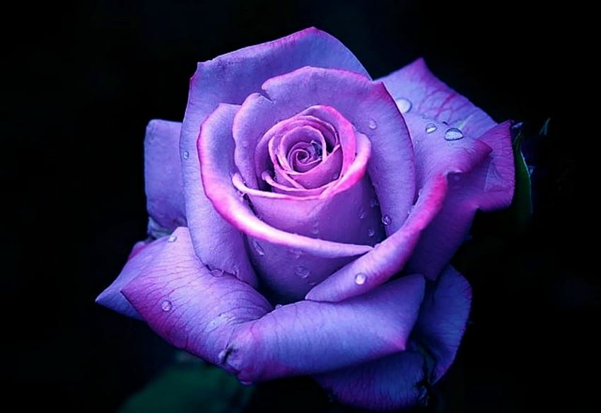 Purple Rose , rose, nature, flowers, beauty HD wallpaper